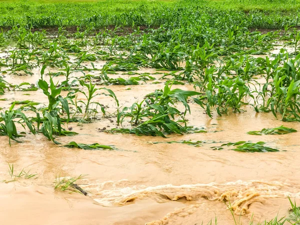 Mısır bitkileri bir alan üzerinde hasar sonra şiddetli yağmur sular altında