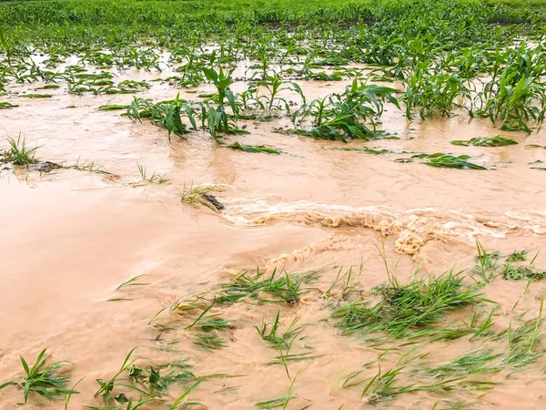 Corn plants on a field flooded damage after heavy rain — Stock Photo, Image