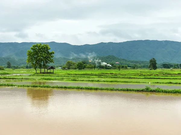 Tarım Pirinç tarlası sağanak yağış sonrasında hasar gördü