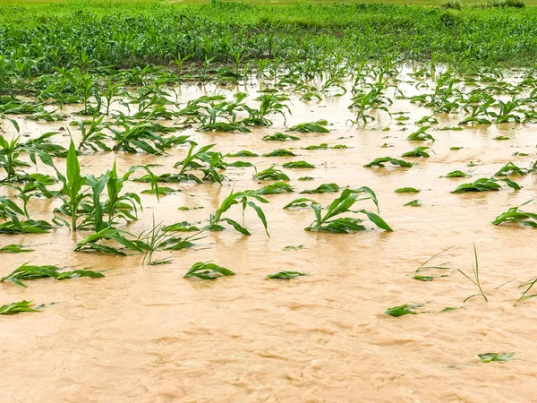 Rostliny kukuřice na poli zaplavila škody po prudkém dešti — Stock fotografie