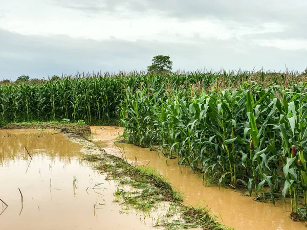 Rostliny kukuřice na poli zaplavila škody po prudkém dešti — Stock fotografie
