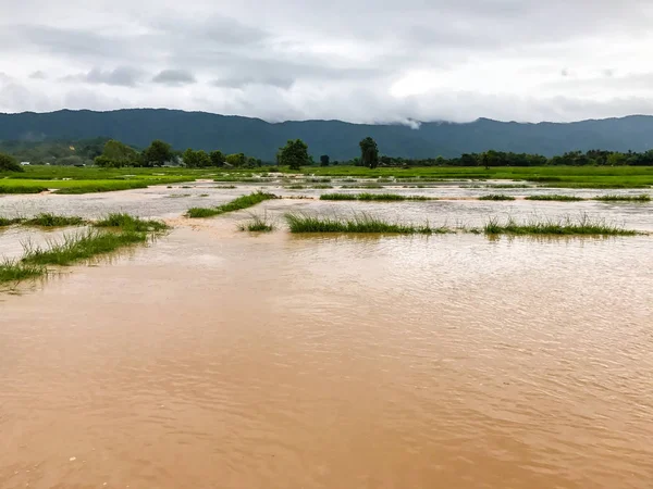Tarım Pirinç tarlası sağanak yağış sonrasında hasar gördü 