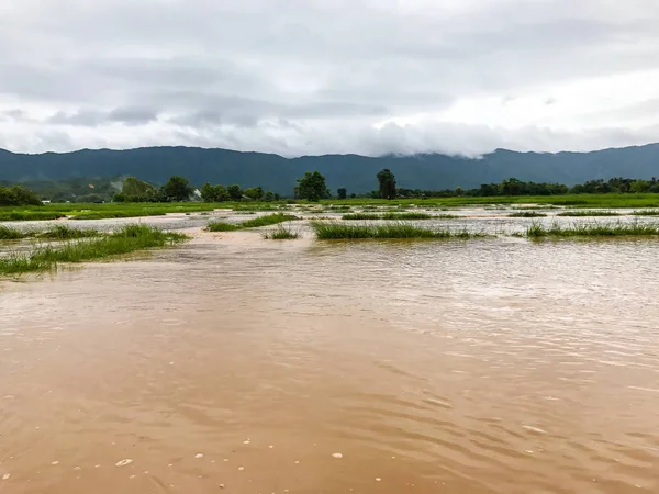 Tarım Pirinç tarlası sağanak yağış sonrasında hasar gördü 
