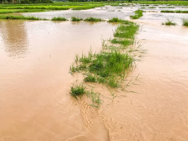 Tarım Pirinç tarlası sağanak yağış sonrasında hasar gördü 