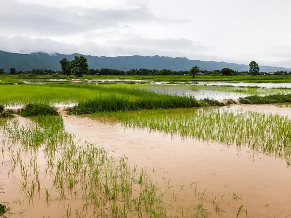 Tarım Pirinç tarlası sağanak yağış sonrasında hasar gördü 