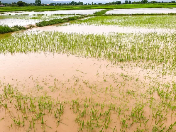 Tarım Pirinç tarlası sağanak yağış sonrasında hasar gördü 