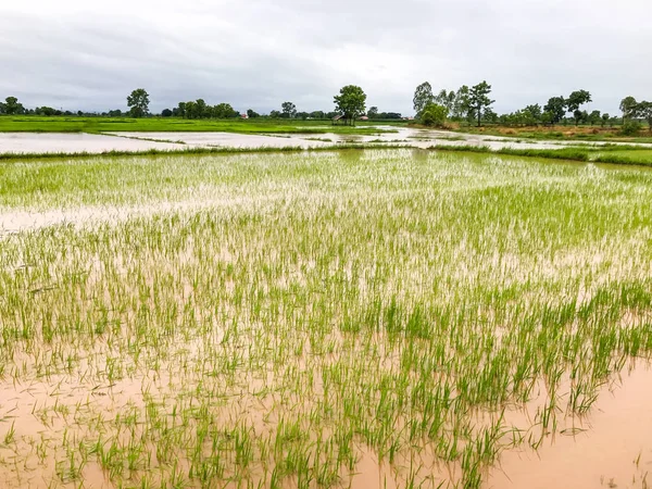 Agriculture Rice field flooded damage after heavy rain