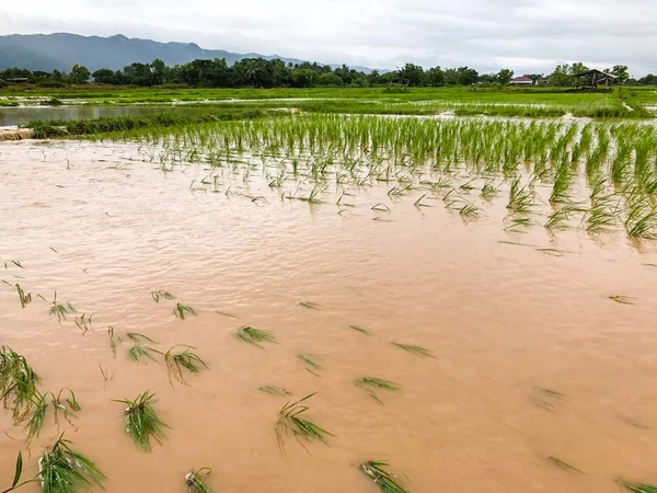 Tarım Pirinç tarlası sağanak yağış sonrasında hasar gördü 