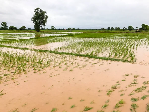 Agriculture Rice field flooded damage after heavy rain — Stock Photo, Image