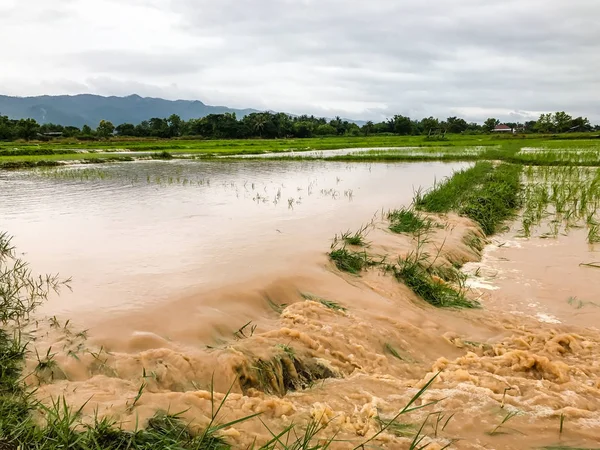 Сельское хозяйство Поле риса затоплено после сильного дождя — стоковое фото