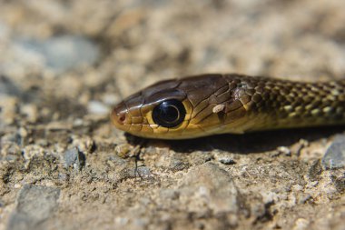 Yılan Başkanı yakın çekim