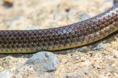Yılan derisi Close-Up