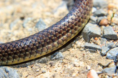 Yılan derisi Close-Up
