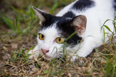 tatlı kedi seyir için bir şey