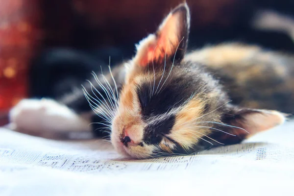 Primer plano de pequeño gato durmiendo — Foto de Stock