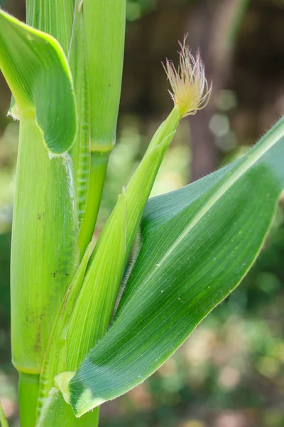 Maiskolben wachsen heran — Stockfoto