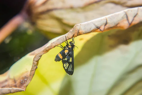 Primer plano insecto —  Fotos de Stock