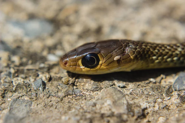 Yılan Başkanı yakın çekim