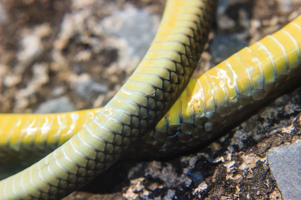 Close-up of snakeskin — Stock Photo, Image
