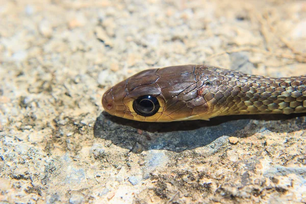 Yılan Başkanı yakın çekim