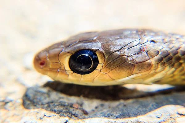 Yılan Başkanı yakın çekim