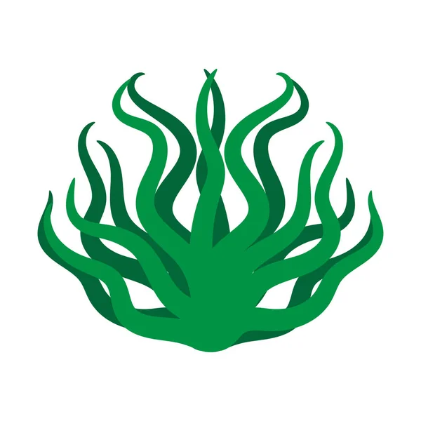 Algas verdes ilustración aislada sobre fondo blanco — Vector de stock