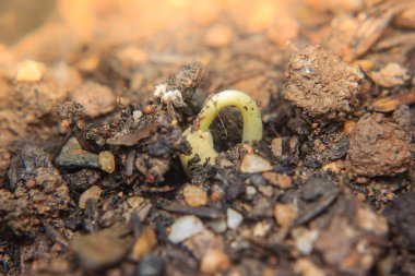 tohumdan büyüyen genç bitkinin yakın çekim