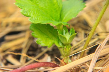 bahçede çilek çiçek Close-Up
