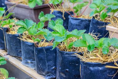 siyah bir çanta içinde büyüyen genç çilek bitkiler