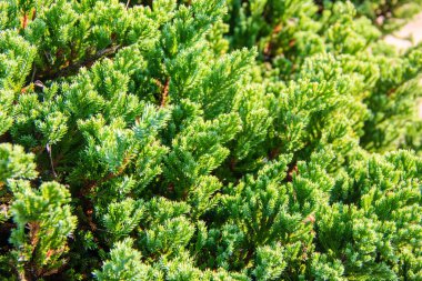 çam yaprağı arka kapatmak