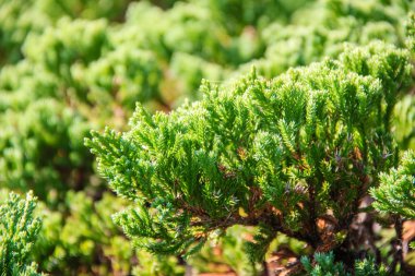 çam yaprağı arka kapatmak