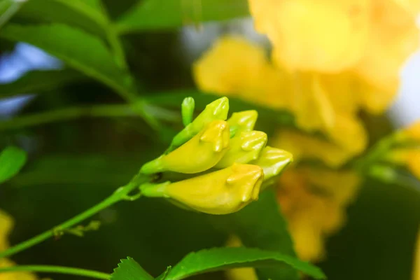 Желтый цветок в солнечном саду — стоковое фото