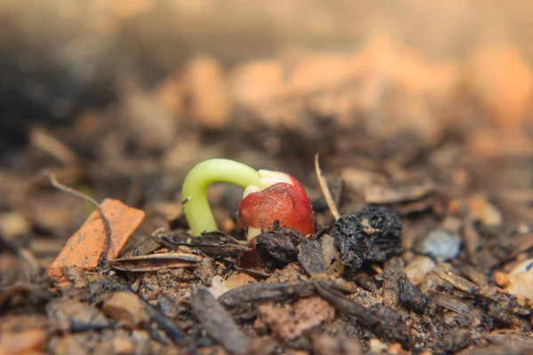 Primo piano delle giovani piante che crescono dalle sementi — Foto Stock