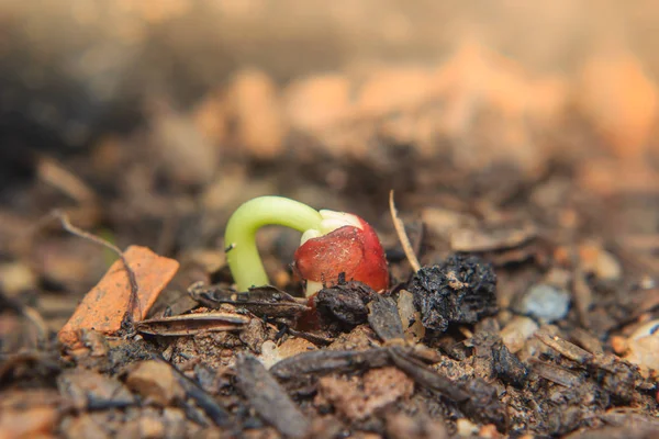 Primer plano de la planta joven que crece a partir de semillas —  Fotos de Stock