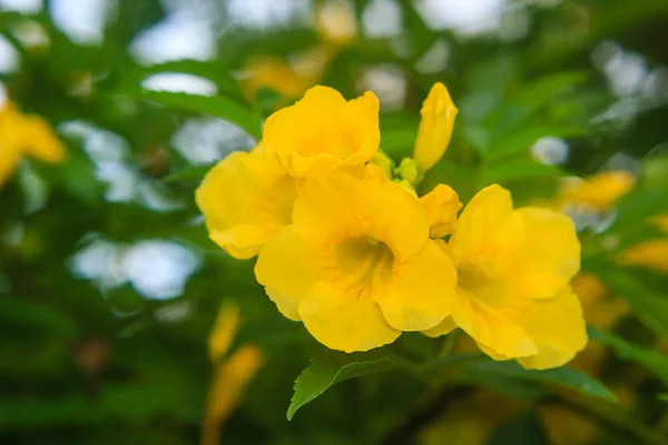 日当たりの良い庭の黄色い花 — ストック写真