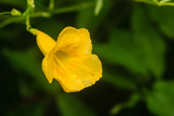 Fleur jaune dans le jardin ensoleillé — Photo