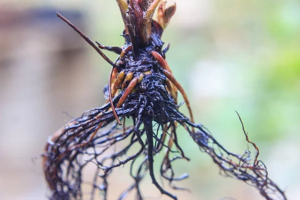 Close up de planta de morango raiz nua — Fotografia de Stock