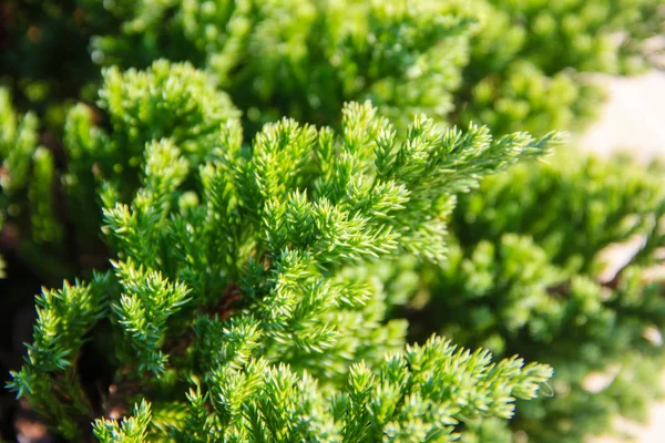 Close-up van pine blad achtergrond — Stockfoto