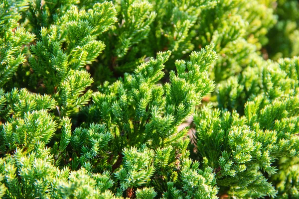 Close-up van pine blad achtergrond — Stockfoto