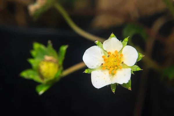 Közeli kép: a strawberry virág a kertben — Stock Fotó
