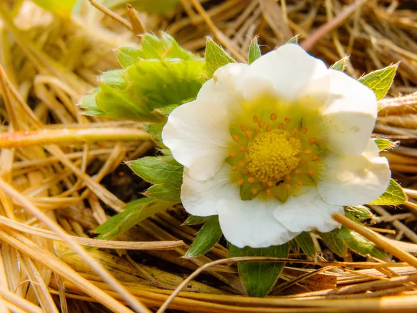 Close-up of the strawberry flower in the garden — Stock Photo, Image