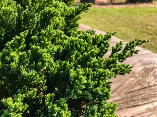 Close-up van pine blad achtergrond — Stockfoto