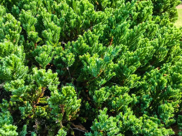 Close-up van pine blad achtergrond — Stockfoto