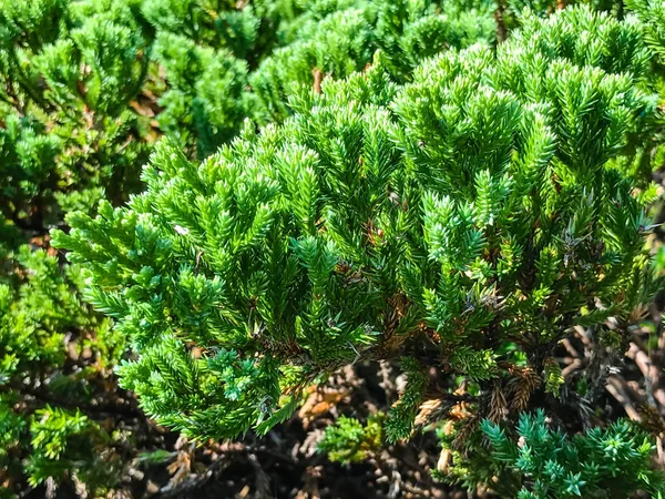 Close-up van pine blad achtergrond — Stockfoto