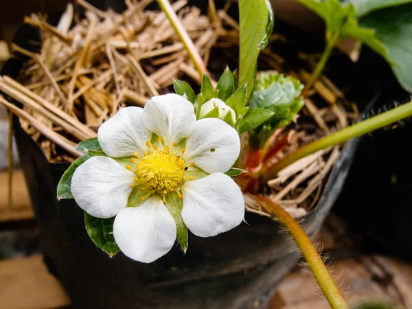 Крупним планом полунична квітка в саду — стокове фото