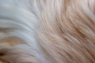 Yakın çekim köpek kürk doku arka plan