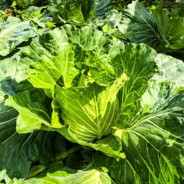 Taze yeşil baş, lahana bahçesinde