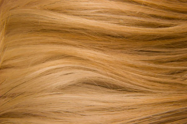 Close-up cão pele textura fundo — Fotografia de Stock