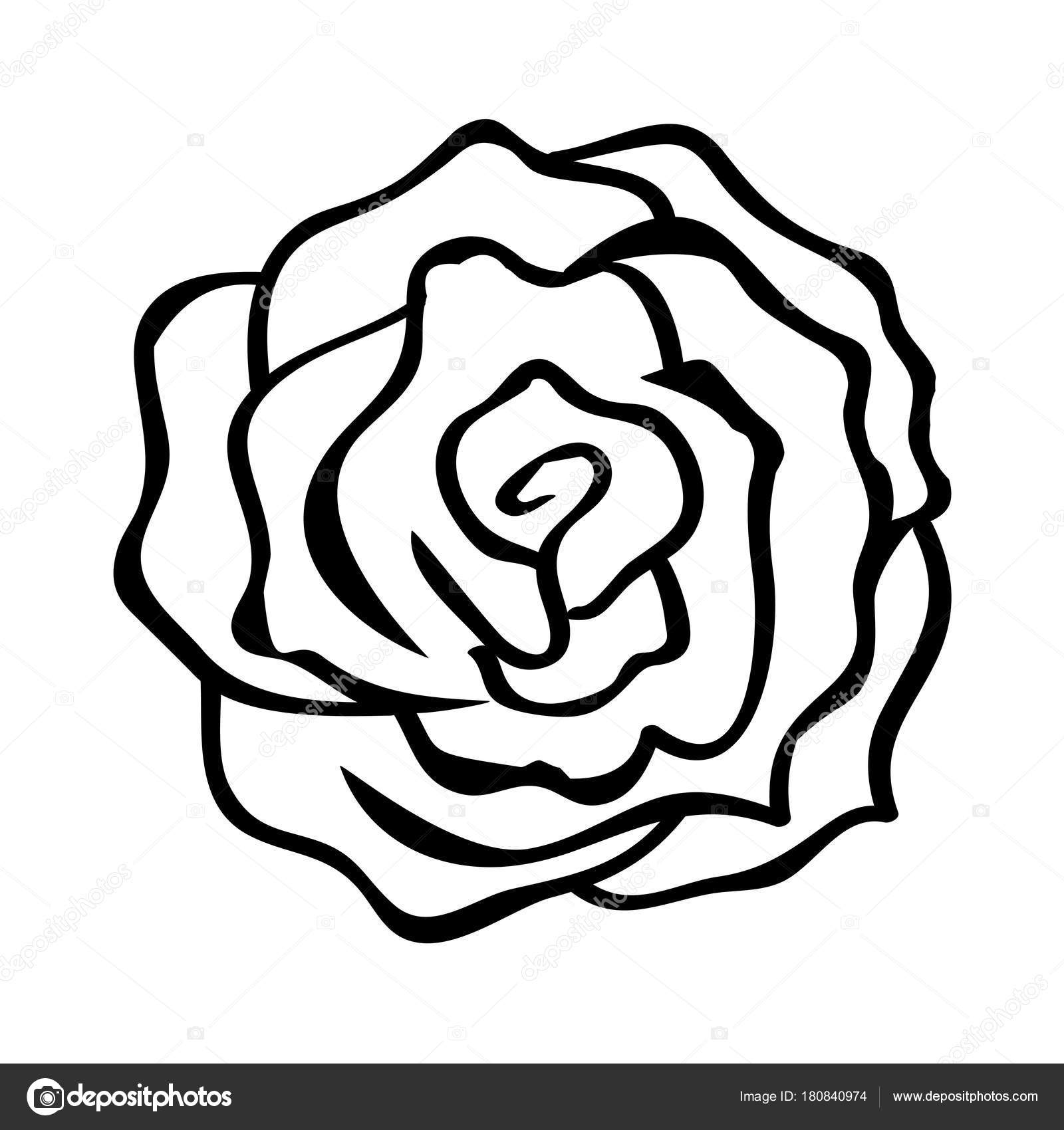 Kreskowy Rysunek Róża Ilustracji Ilustracja Złożonej Z Druk