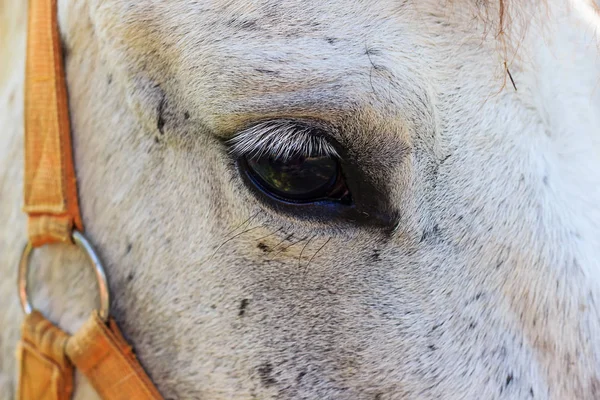 Primer plano de un ojo de caballo blanco —  Fotos de Stock